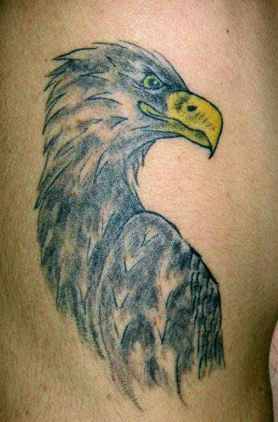 aigle